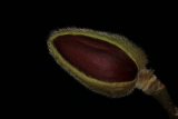 Magnolia 'Black Tulip' RCP2-08 030.jpg